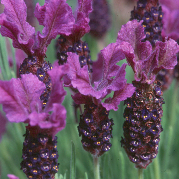 Lavender Essential Oil French 2